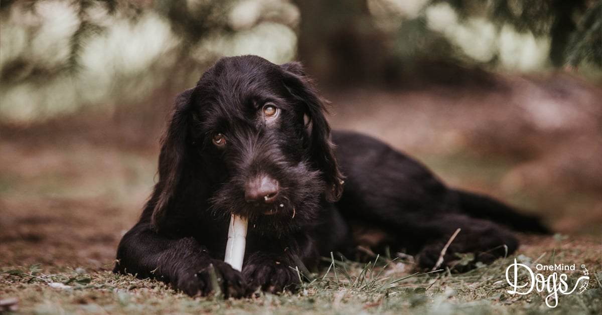 How to get a puppy to stop biting